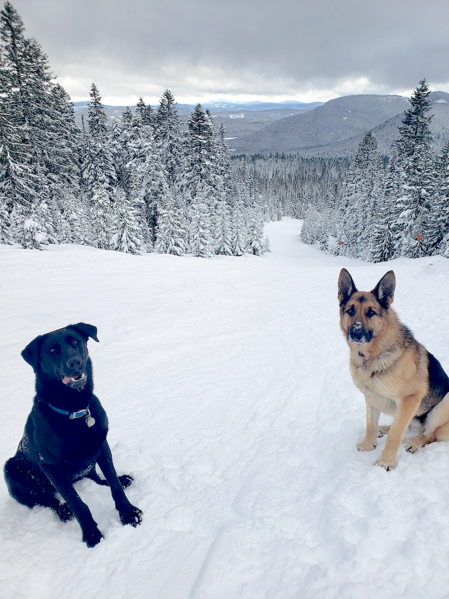 Picture of Picture of Ray's Dogs on Mt Hood'